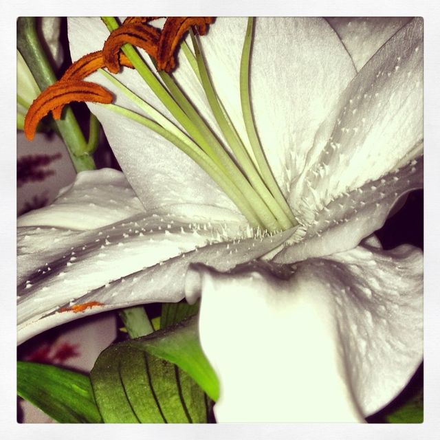 Lilly