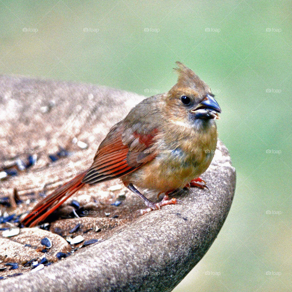 young red baby bird by vfritts