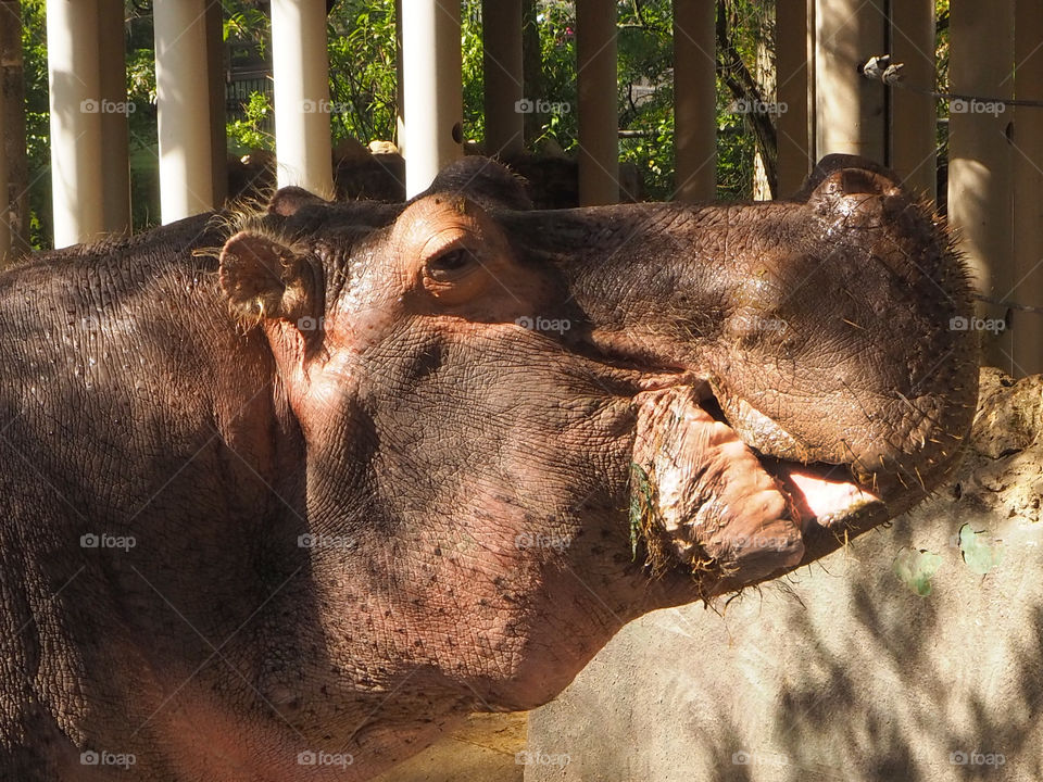 Lu the Hippo is an honorary Florida resident