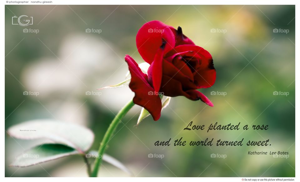 Love planted a rose and the world changed sweet .