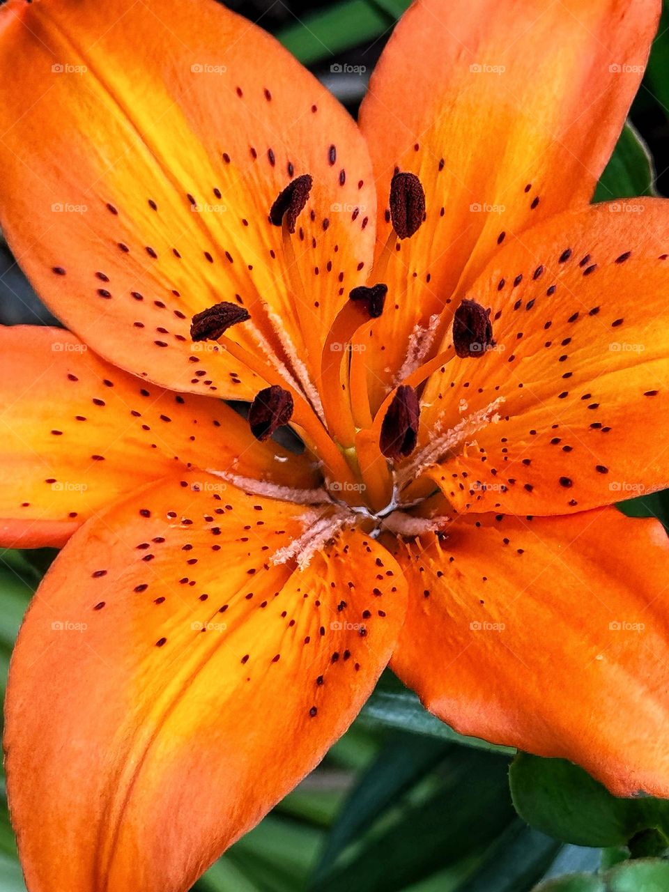 Orange asiatic lilies in full bloom