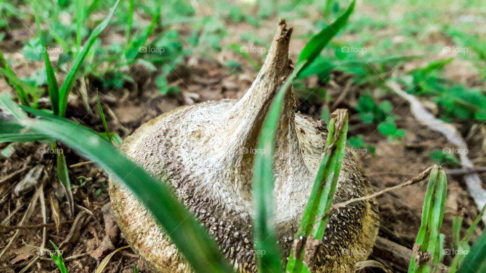 Tampa de castanheira