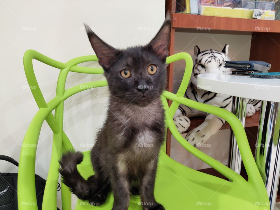 chupakabra is existing