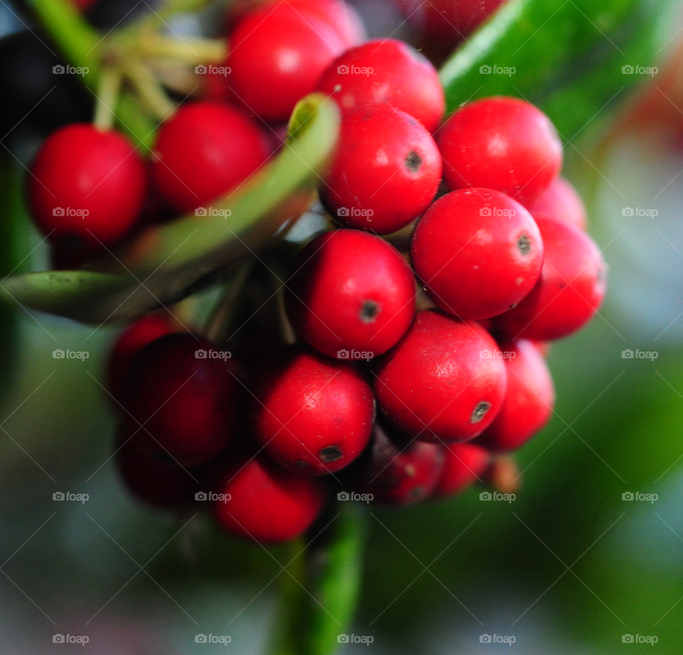 nature plant berries by lightanddrawing