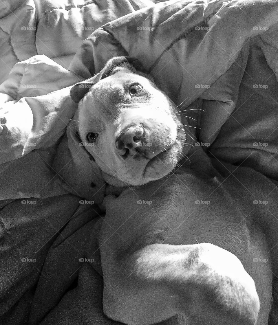Close-up of a dog on bed