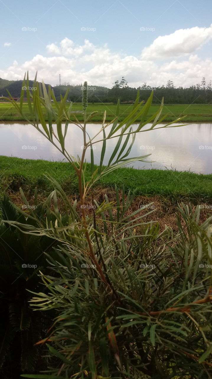 NATURE HORIZONTALLY ENVIRONMENT RUSTIC