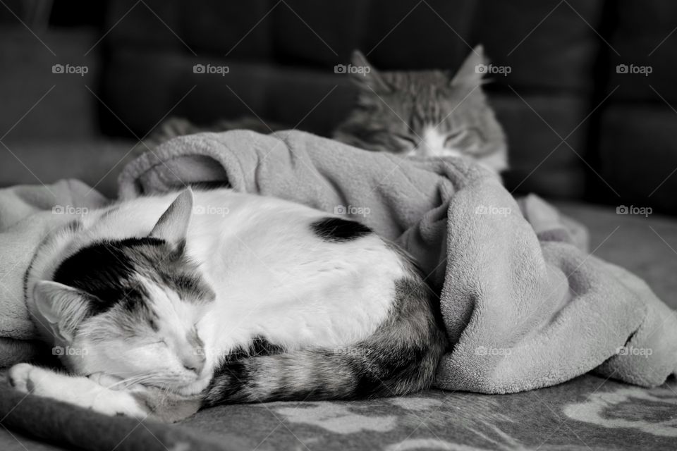 two cats pets sleeping home black and white background