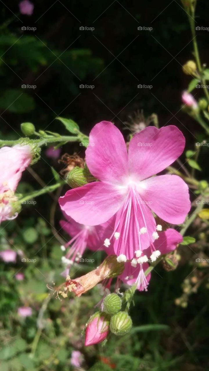 pink follower beauty in srilanka