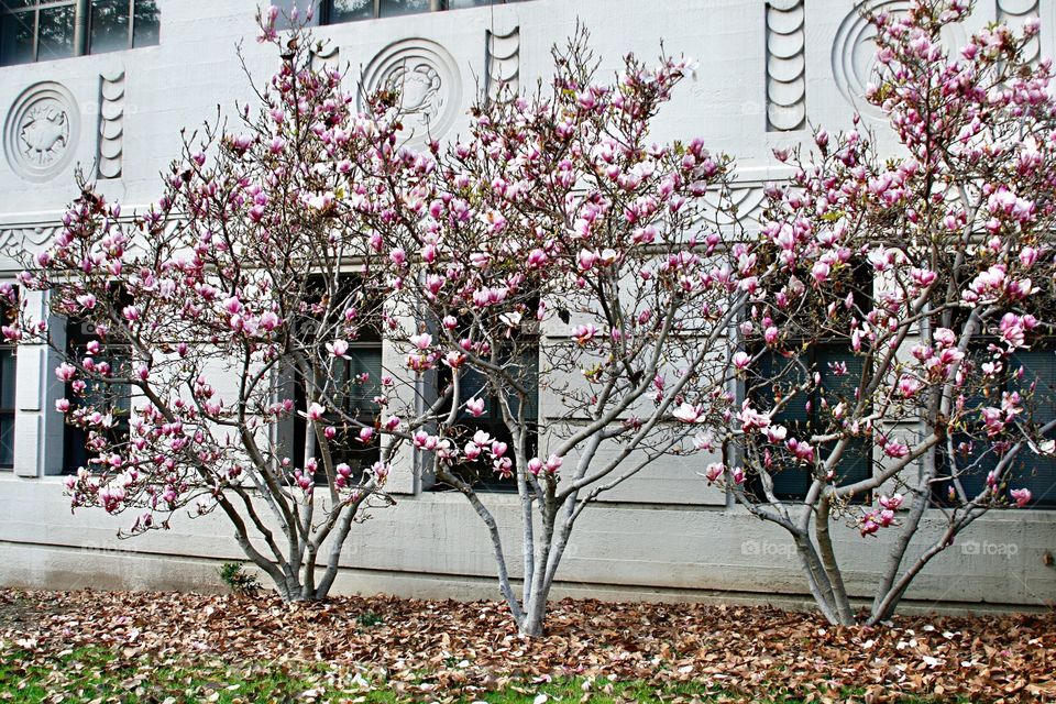 Blooming magnolia 