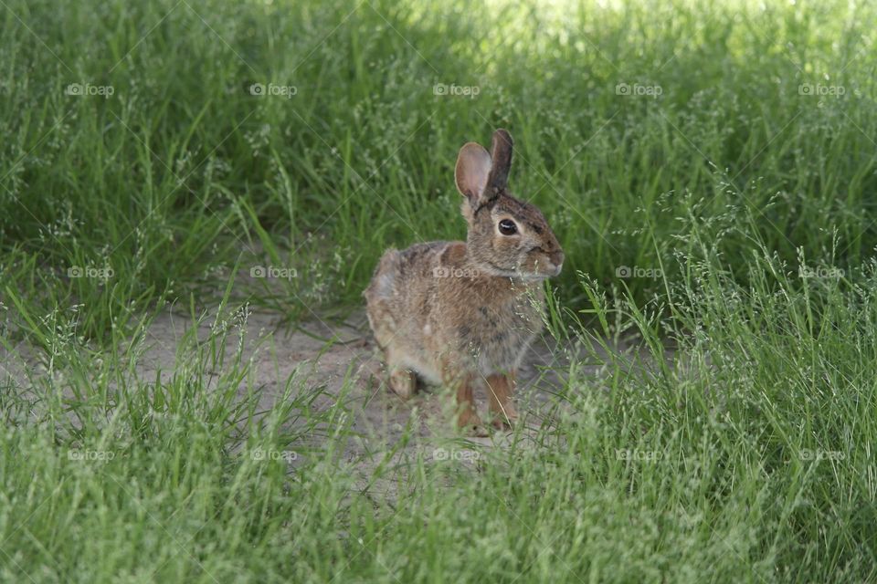 Hare in the grass 
