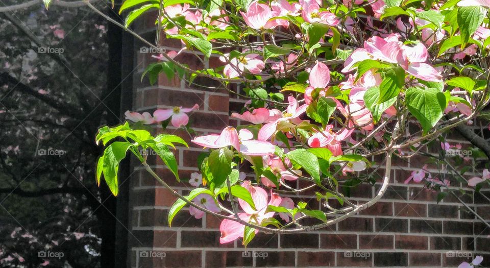 Dogwood in front of wall and window