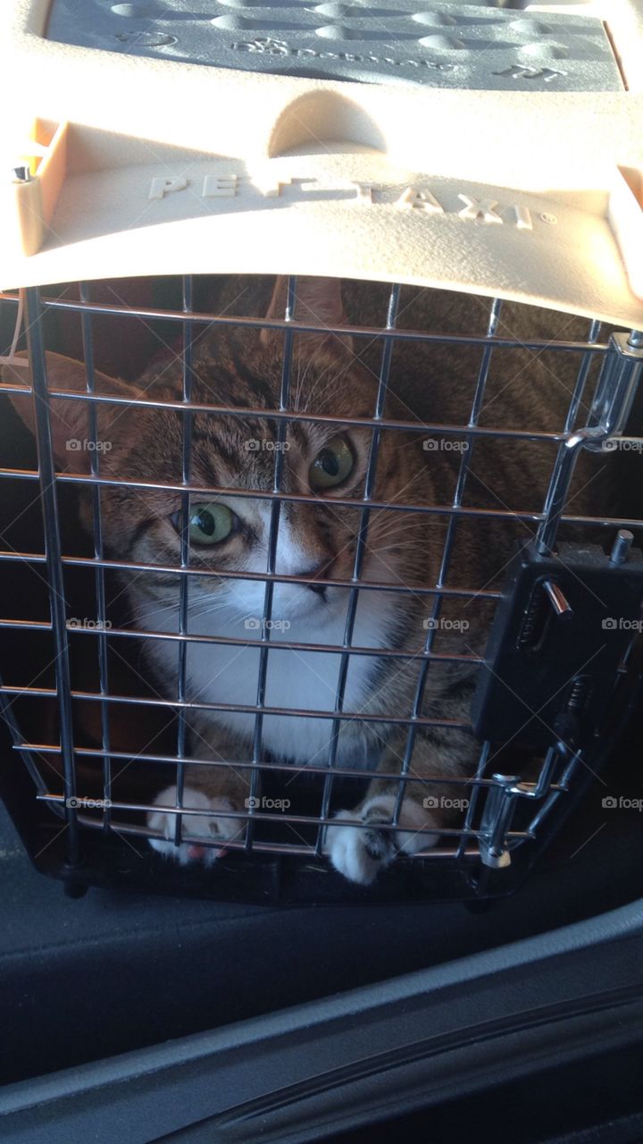 Cat going to the vet 