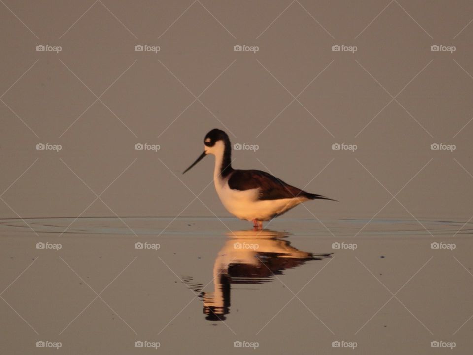 Black-Necked Stilt Wading Through the Water