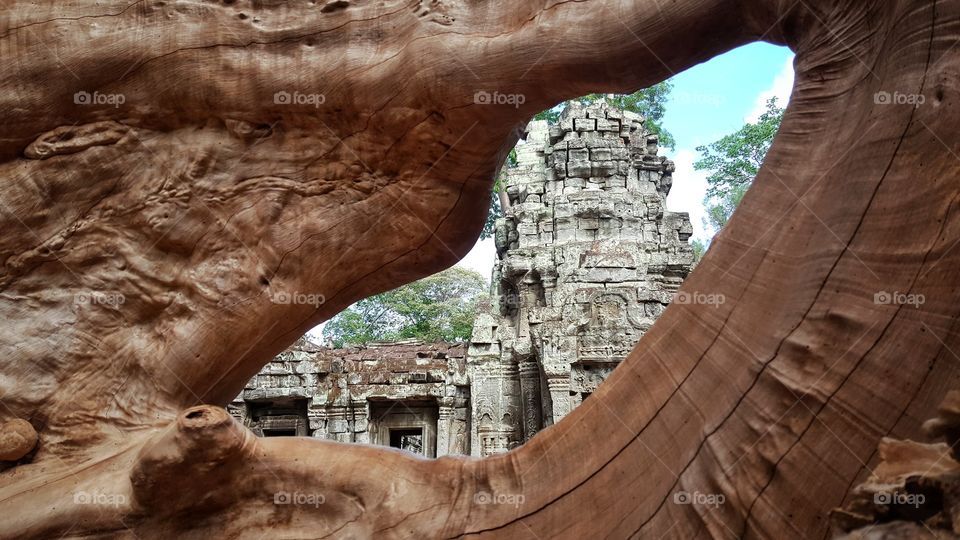 ta prohm, angkor wat, siem reap, cambodia