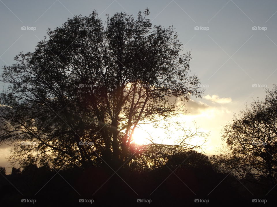 Tree, Landscape, Dawn, Nature, Sun