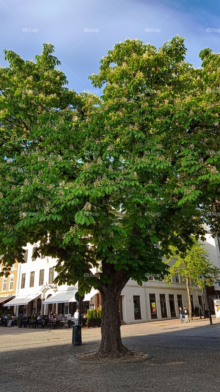 life without love, is like a tree without blossoms or fruit ~ Khalil Gibran