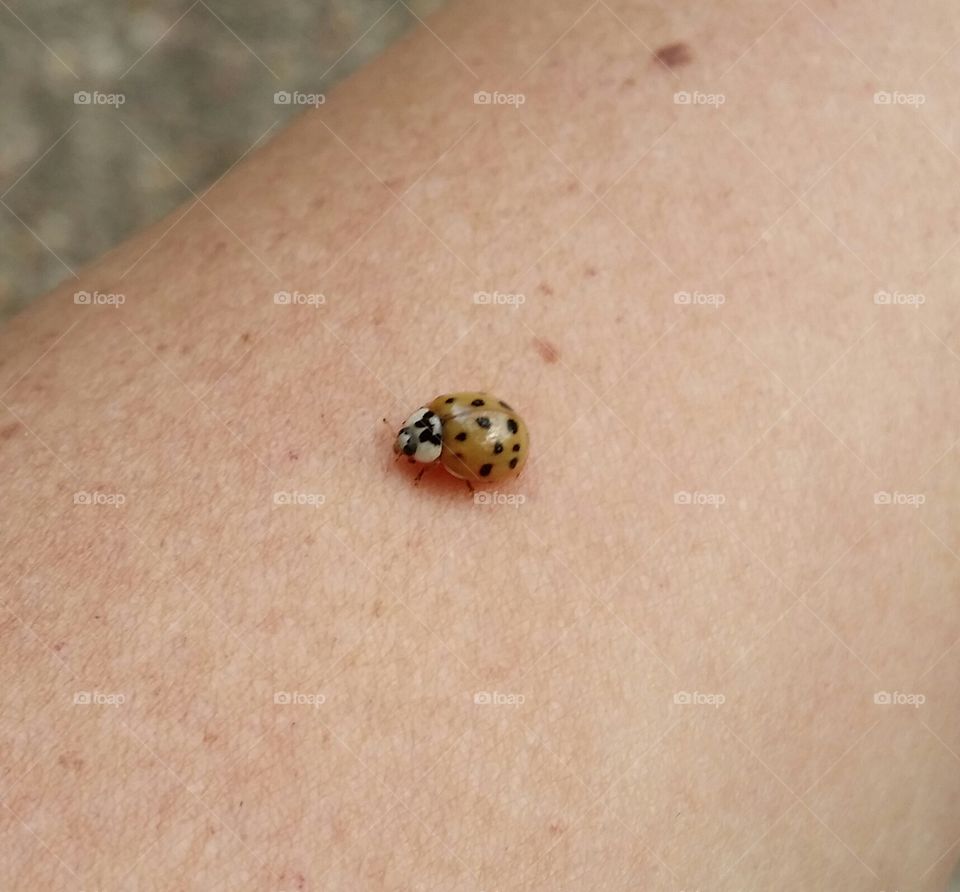 ladybug. sitting outside enjoying the day. she stopped by to visit.