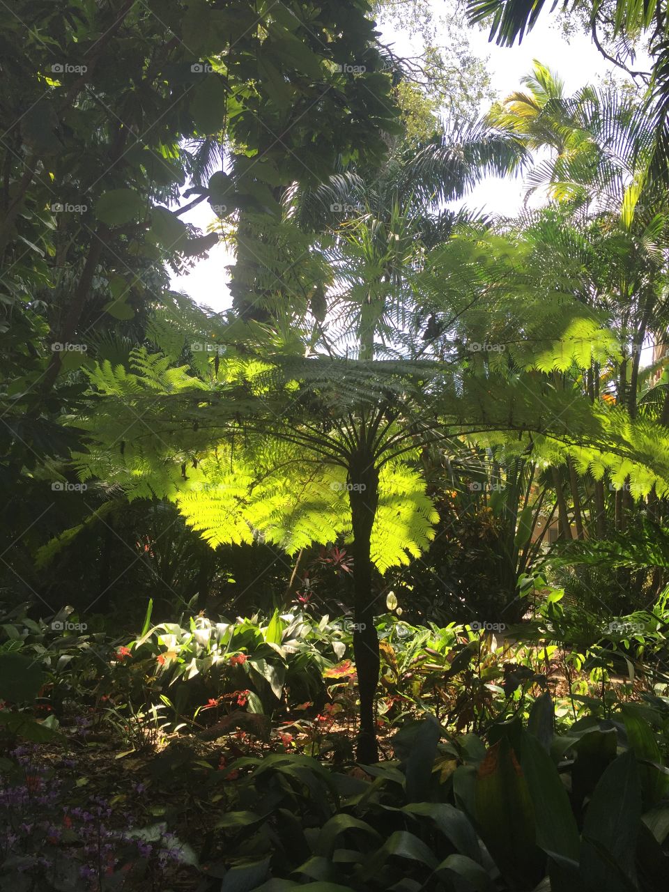 Play on light fern cover tree