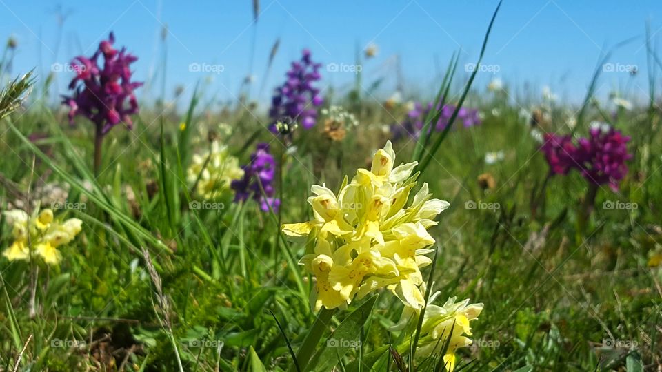 Orchids on Öland