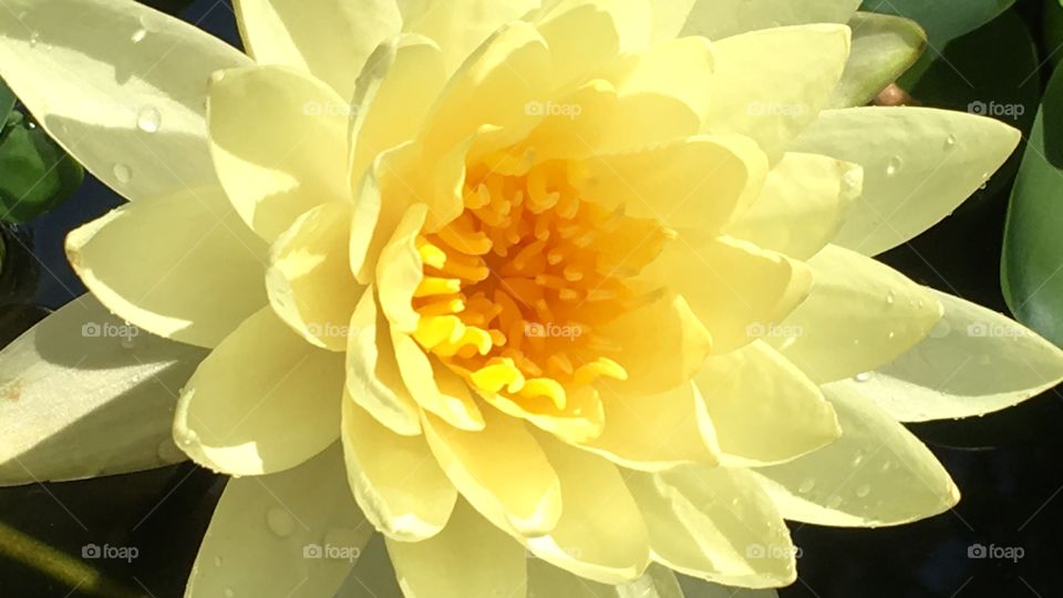 Beautiful freshly-bloomed yellow water lily in the morning with water droplets on its petals.