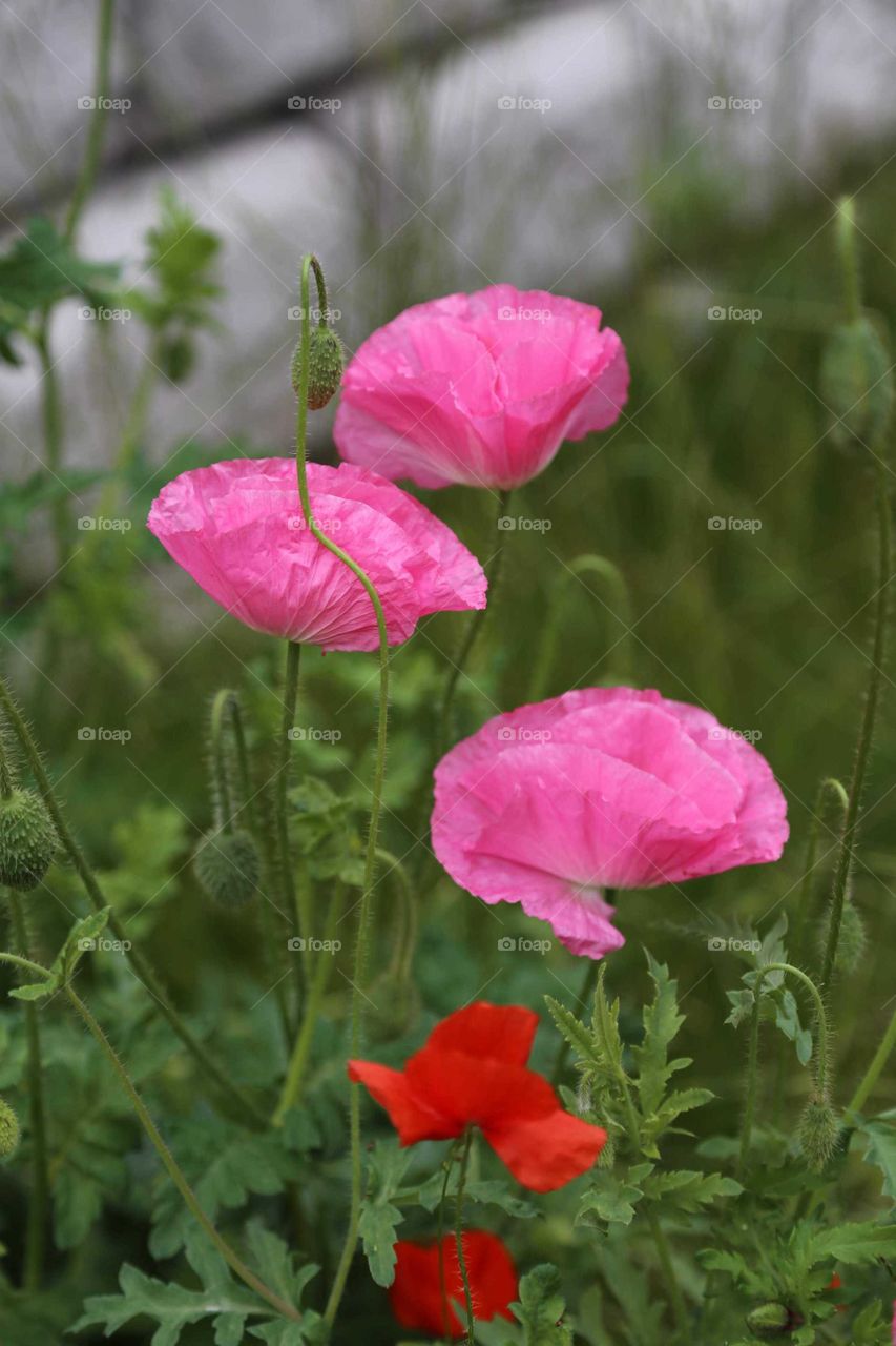 Pink Poppy Flowers