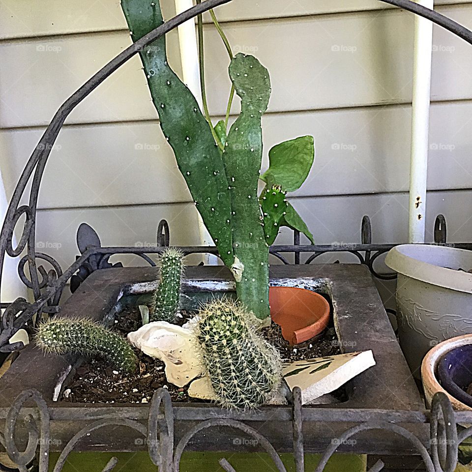 Prickly, green cactus arranged in a metal container