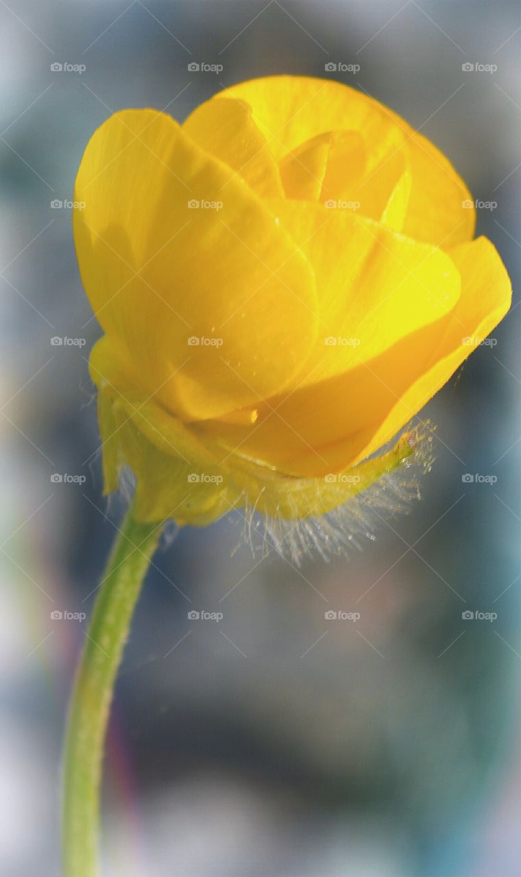 yellow flower macro