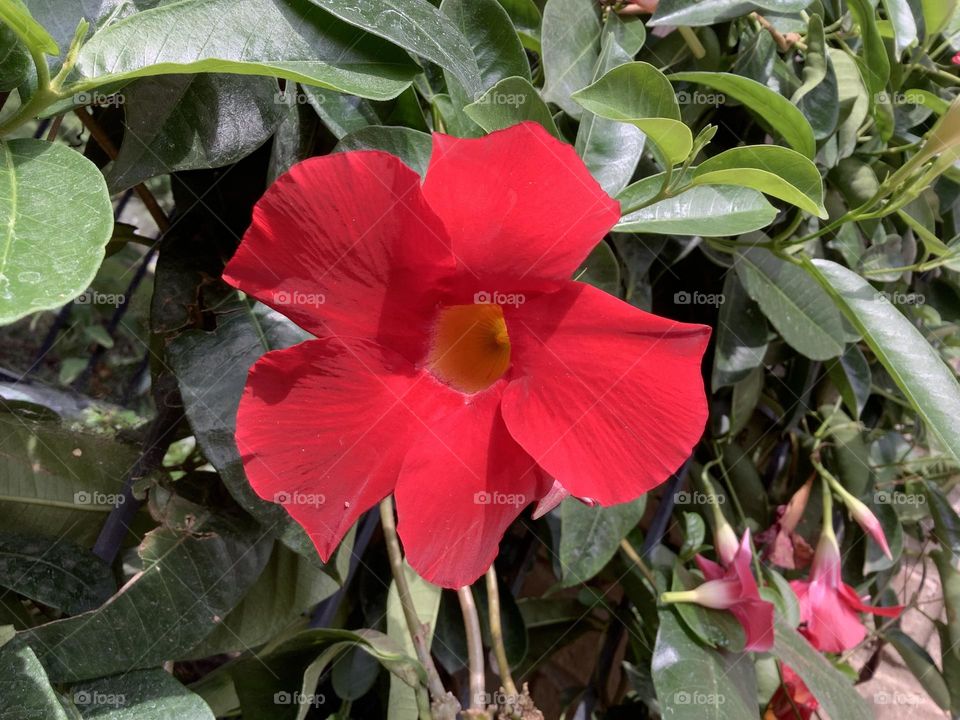 Mandevilla flower vine