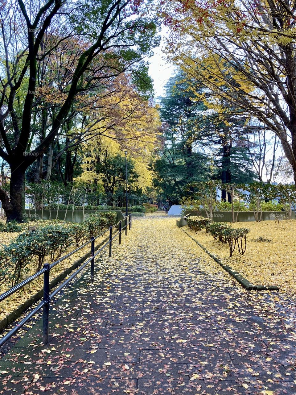 Ginkgo leaves in the park