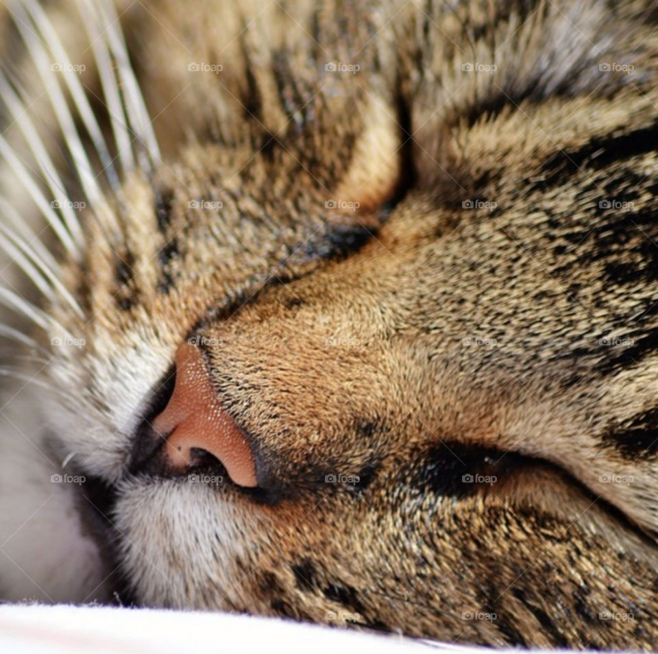 Tabby cat sleeping comfortably for his close-up.
