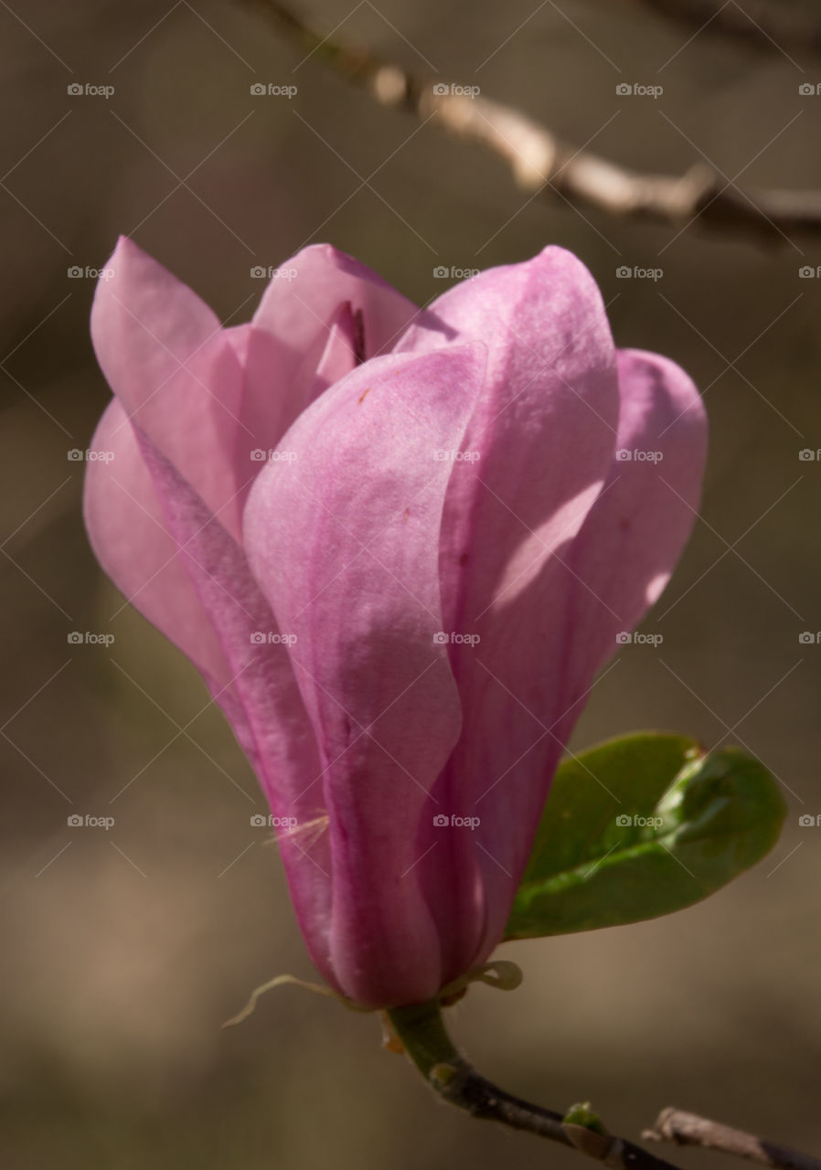 Pink  magnolia blossom nice pale color. Great spring flower