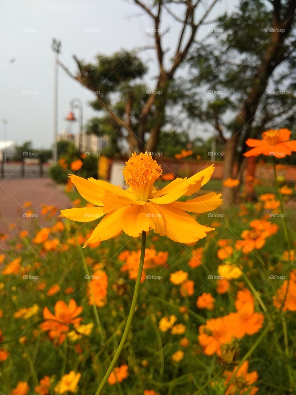 green leaf and flowers