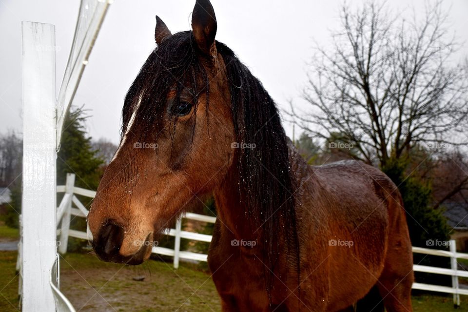 Horse on farm