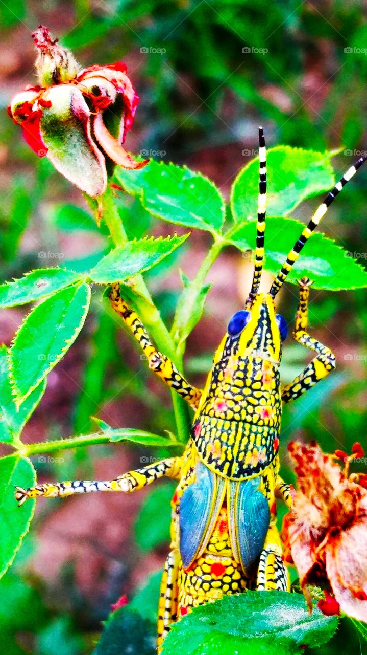 a colourful grasshopper in my tiny garden.