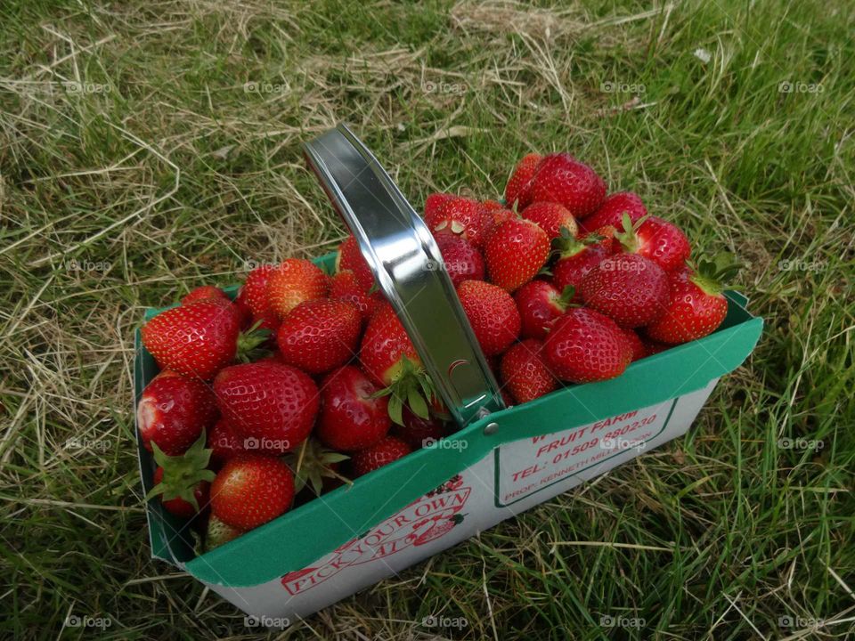 strawberry. strawberry season