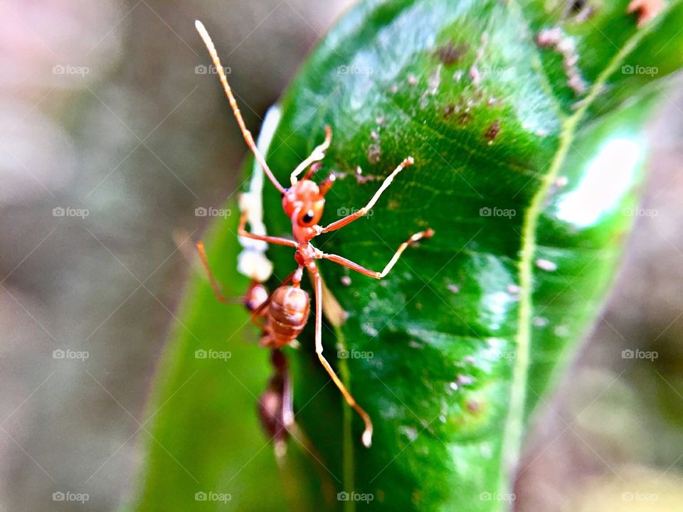 Red Ant on a Leaf