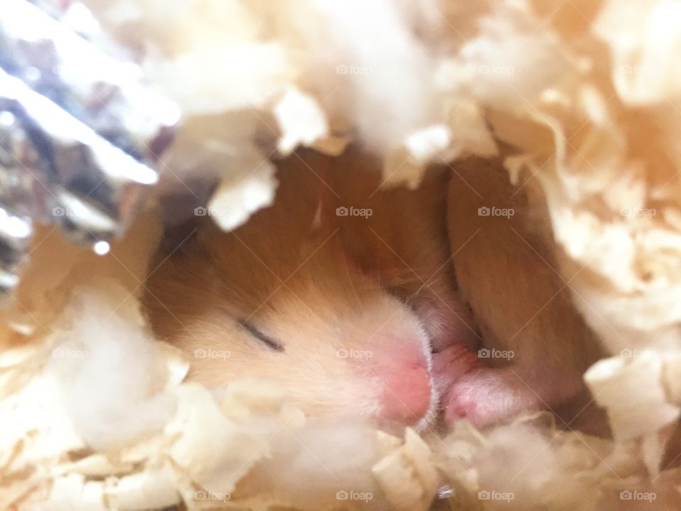 "Miñimiñi bebe" my little hamster 