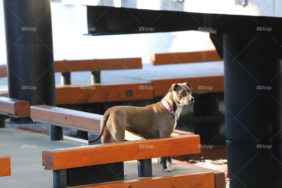 Dog on a dock