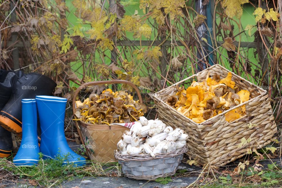 Chanterelles, mushrooms