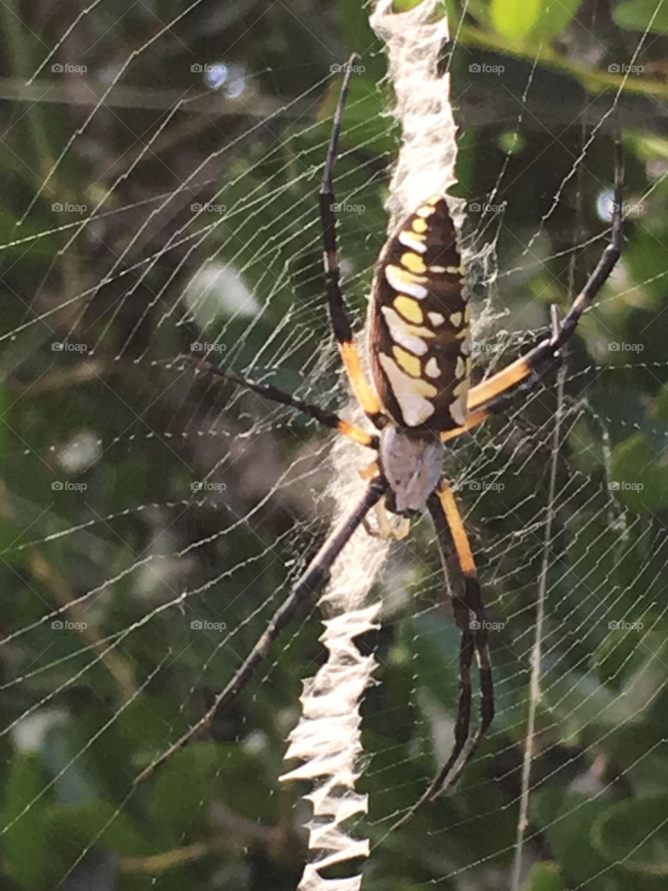 Argiope Spider