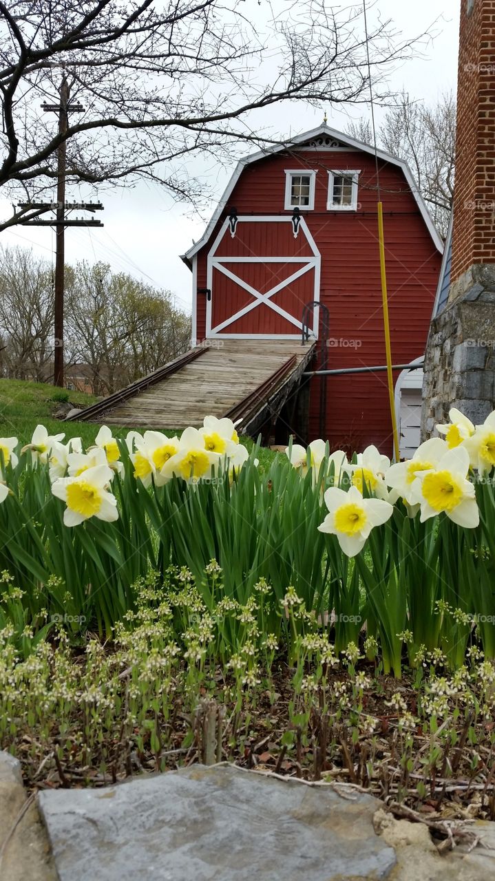Daffodils and barn. Shepherdstown visit