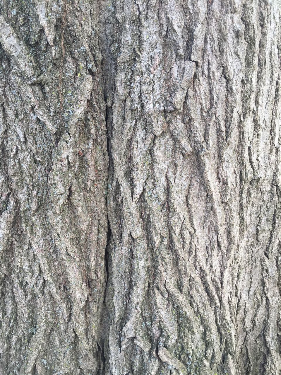 Bark 