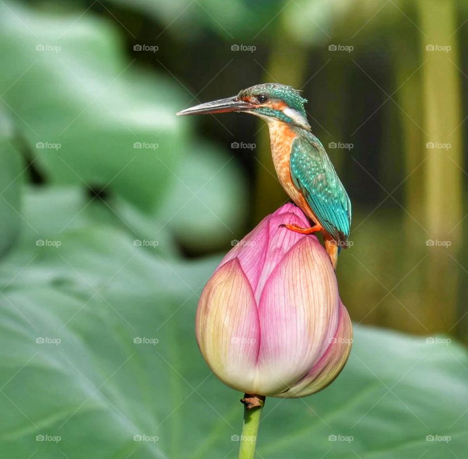 Flowers and birds 🐦