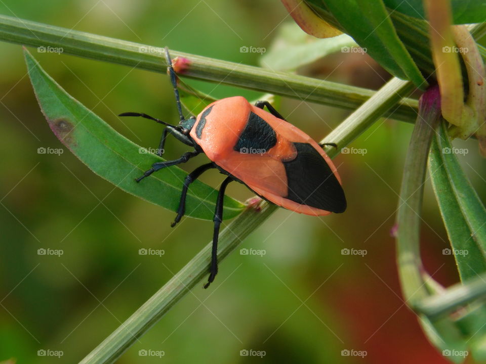 Insect Pest - It is shield bug or Red pumpkin bug or cucurbit stink bug .which is orange and black coloured bug found on hill.It was trying it's best to hide under the leaves this is the habitat.