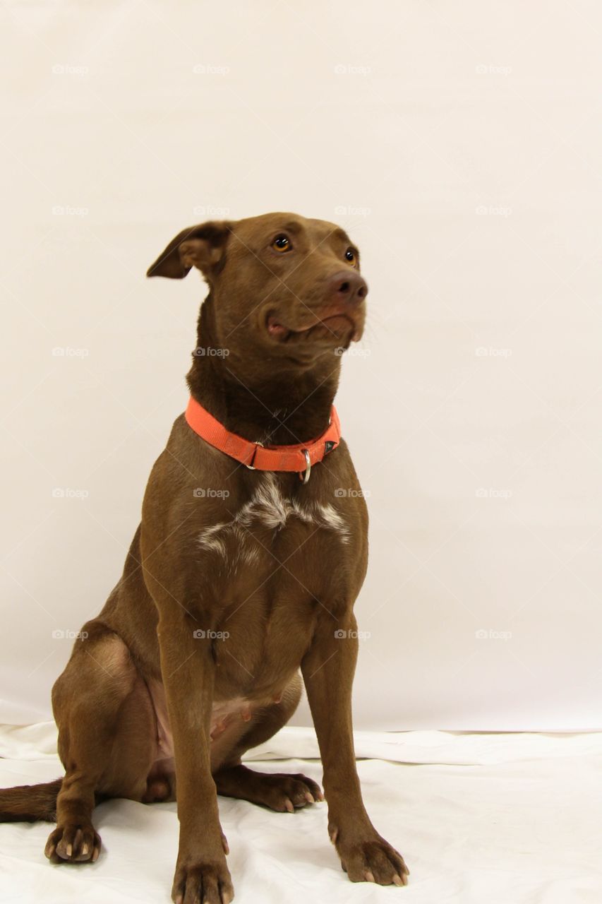 Adoptable lab 