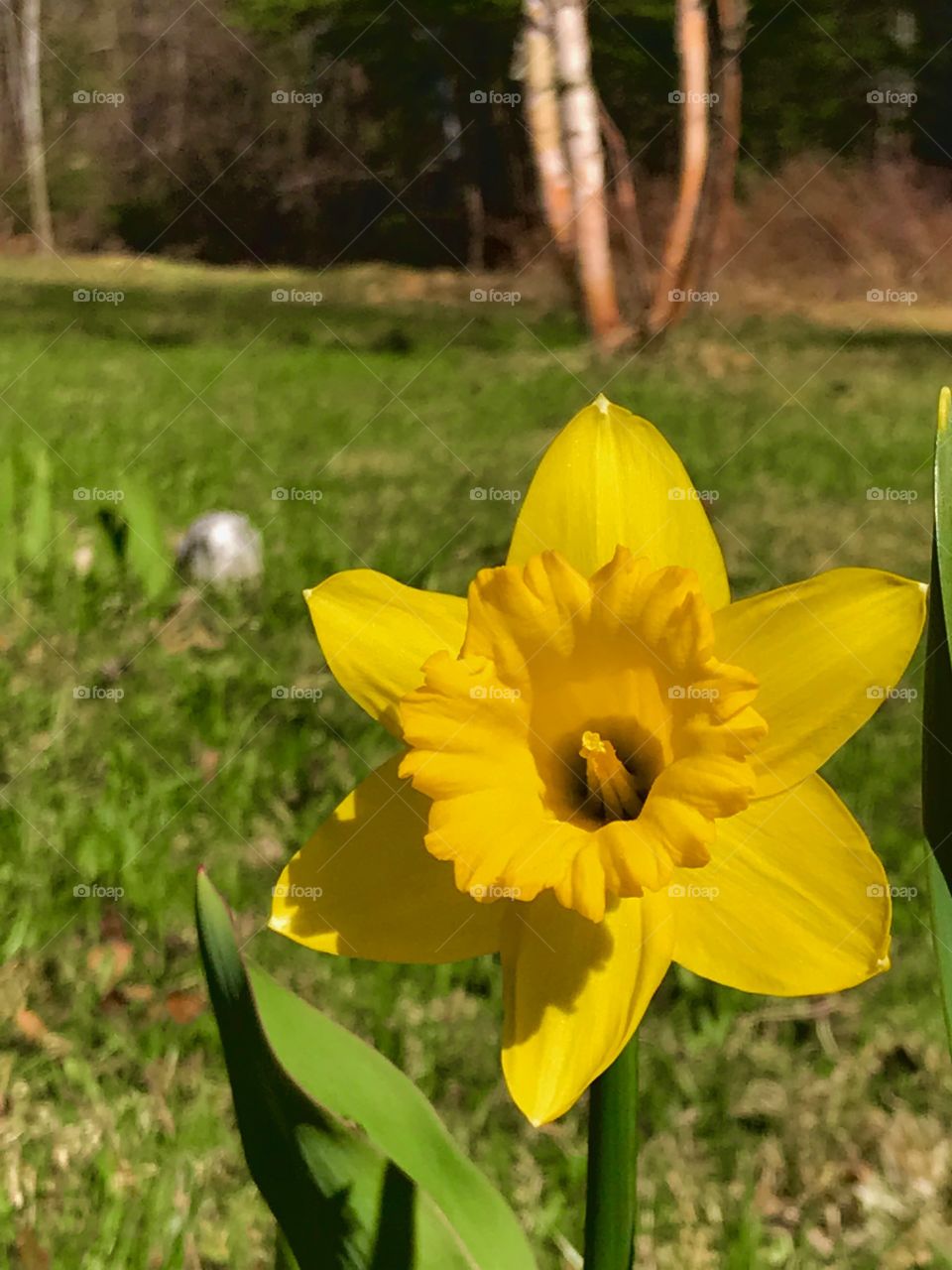 Our first daffodil this Spring 