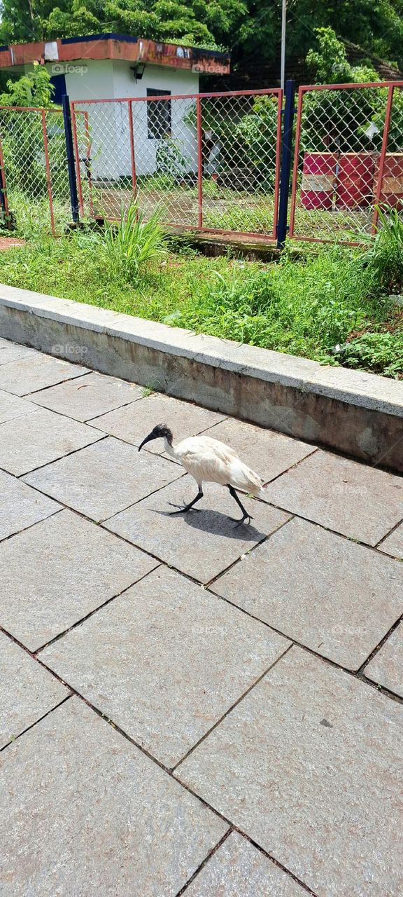 black headed ibis