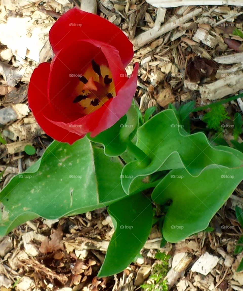 Red. Tulip in Red