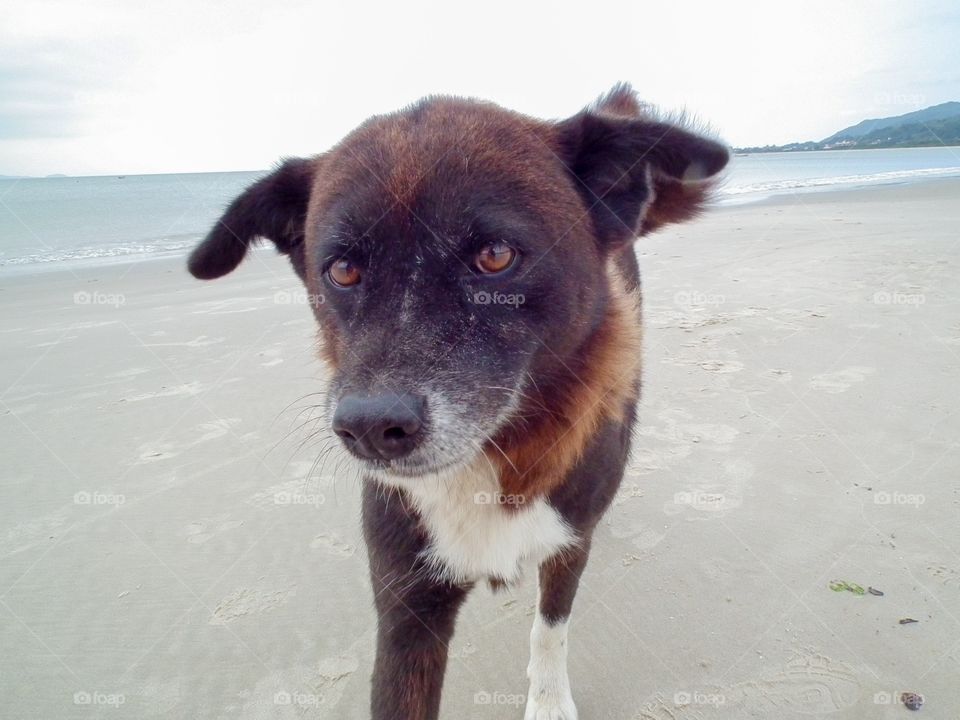 Street dog says hello