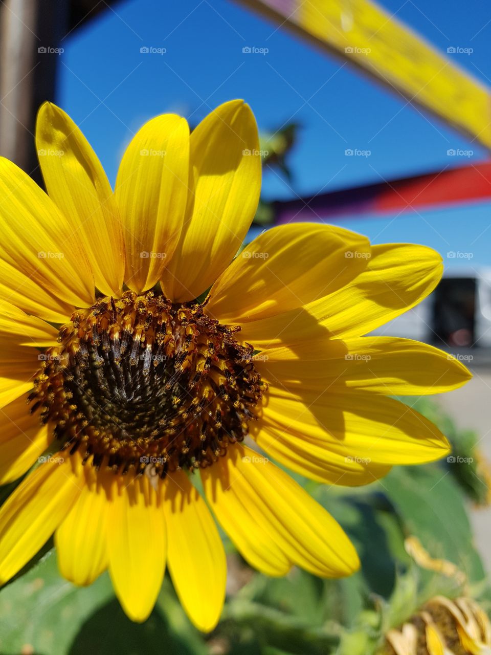sunflower in Clarksdale